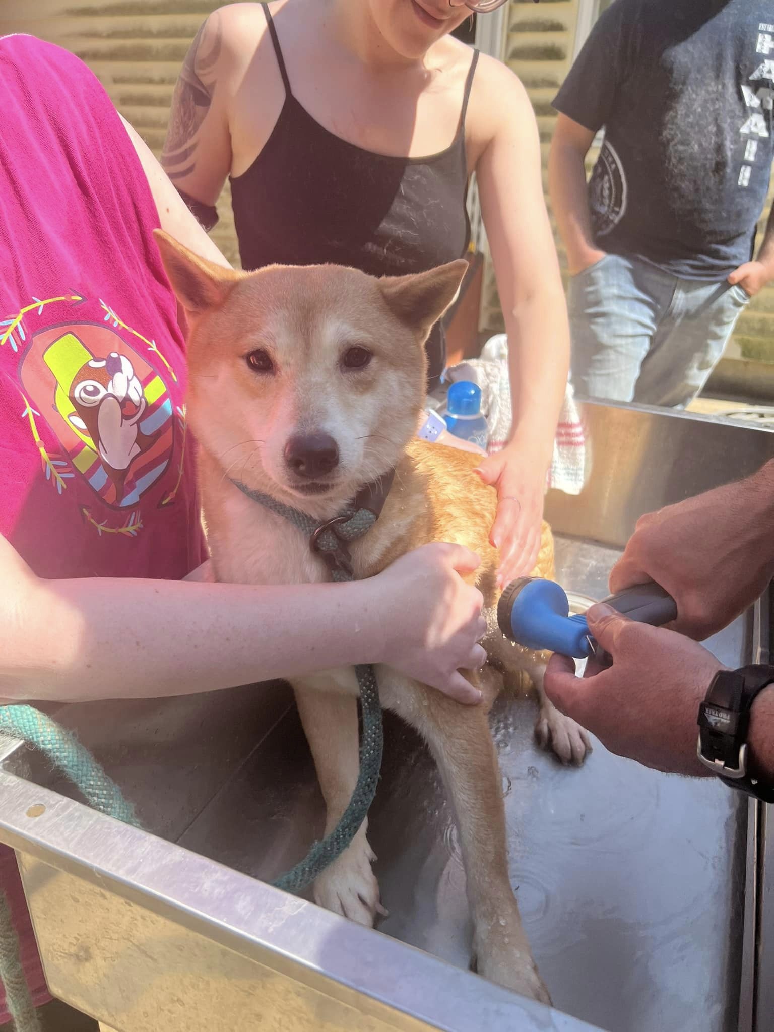 Fido, a Adoptable Shiba Inu in Jonesburg, MO image 6/6