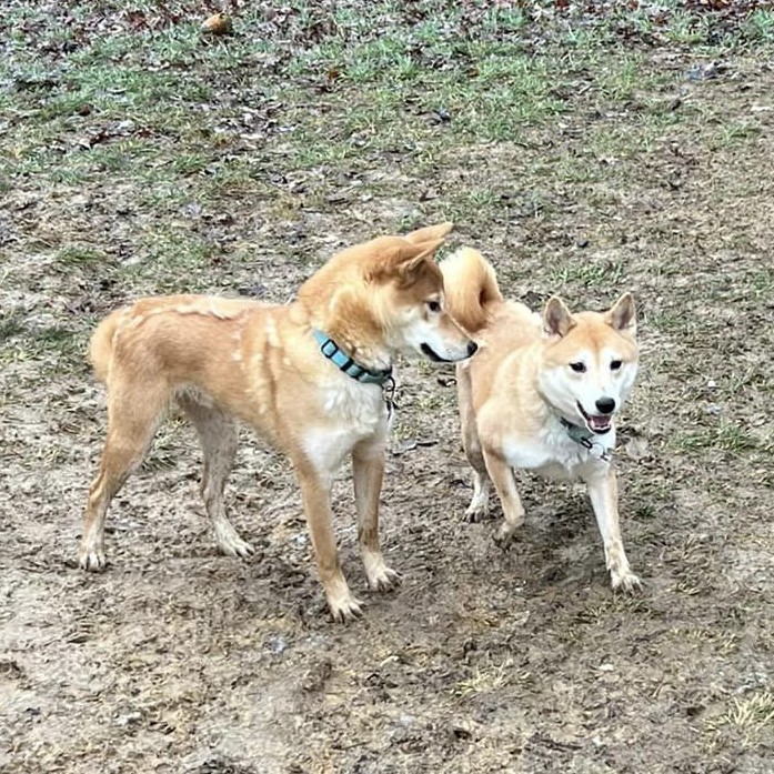 Fido, a Adoptable Shiba Inu in Jonesburg, MO image 5/6