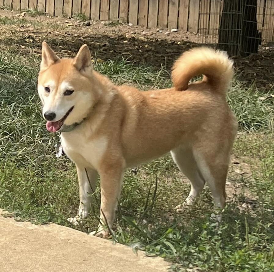 Fido, a Adoptable Shiba Inu in Jonesburg, MO image 4/6