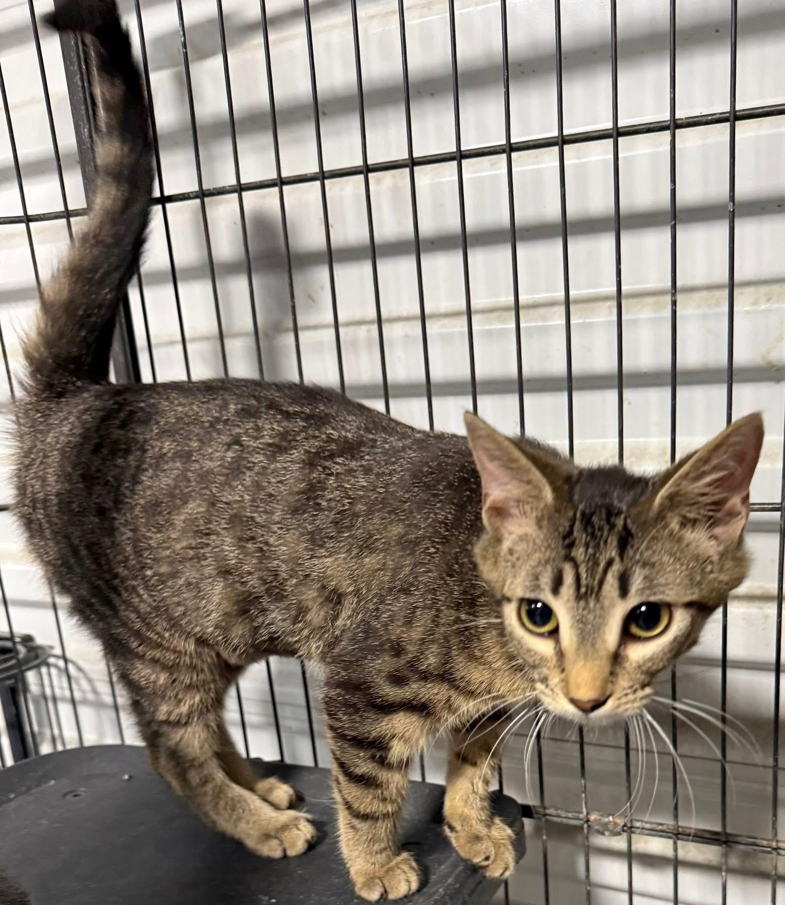 Fiorella, an adopted Tabby in Jackson, GA image 3/4