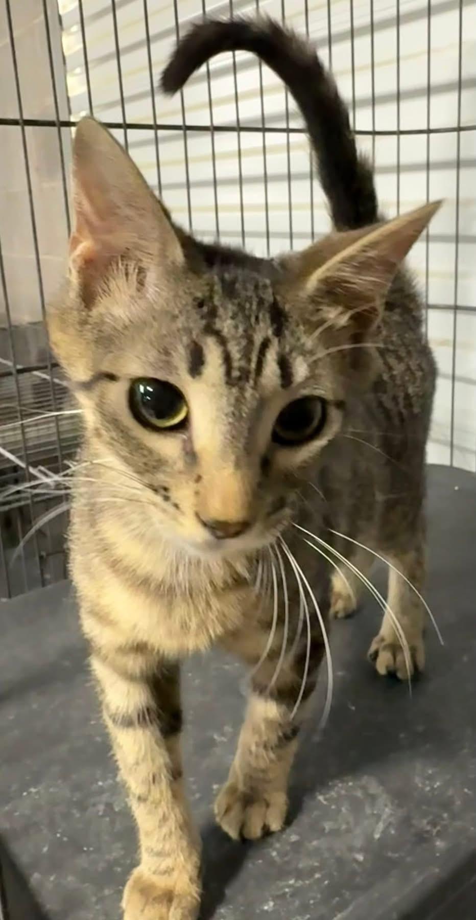 Fiorella, an adopted Tabby in Jackson, GA image 2/4
