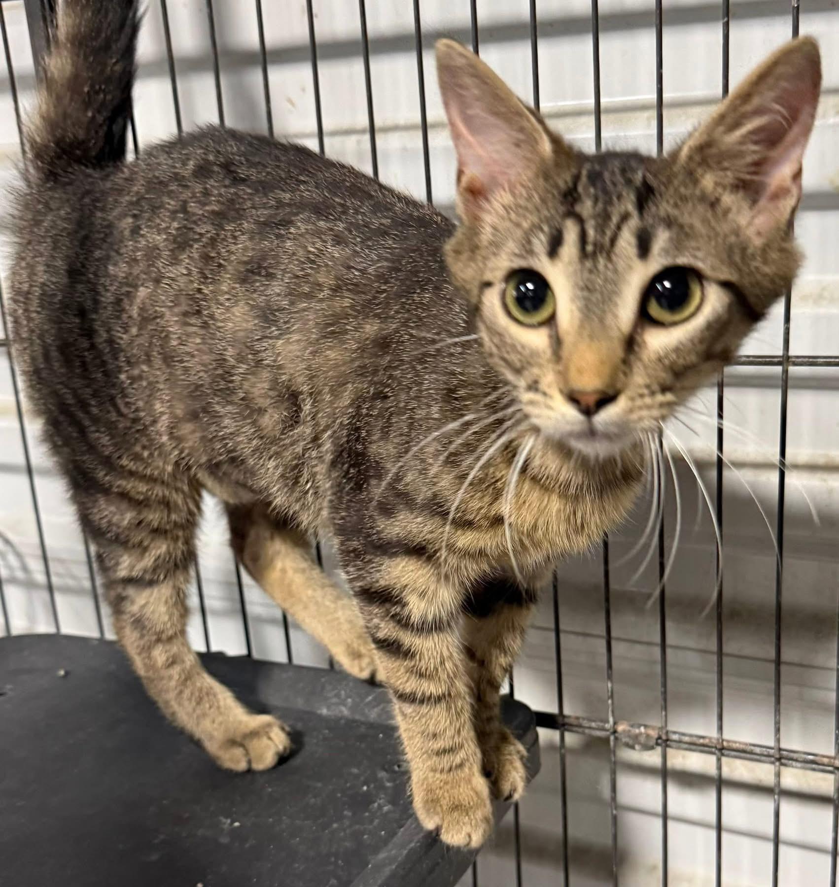Fiorella, an adopted Tabby in Jackson, GA image 1/4