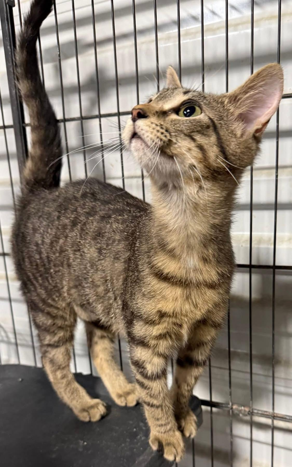 Fiorella, an adopted Tabby in Jackson, GA image 4/4
