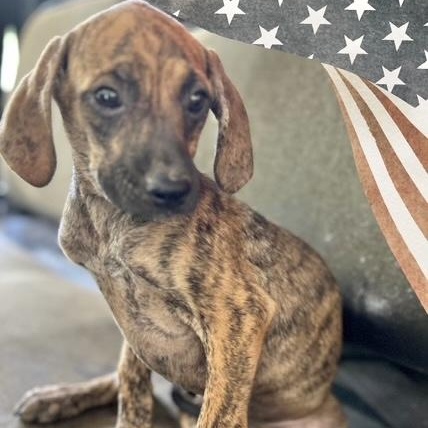 Gunner, Baby Male Labrador Retriever
