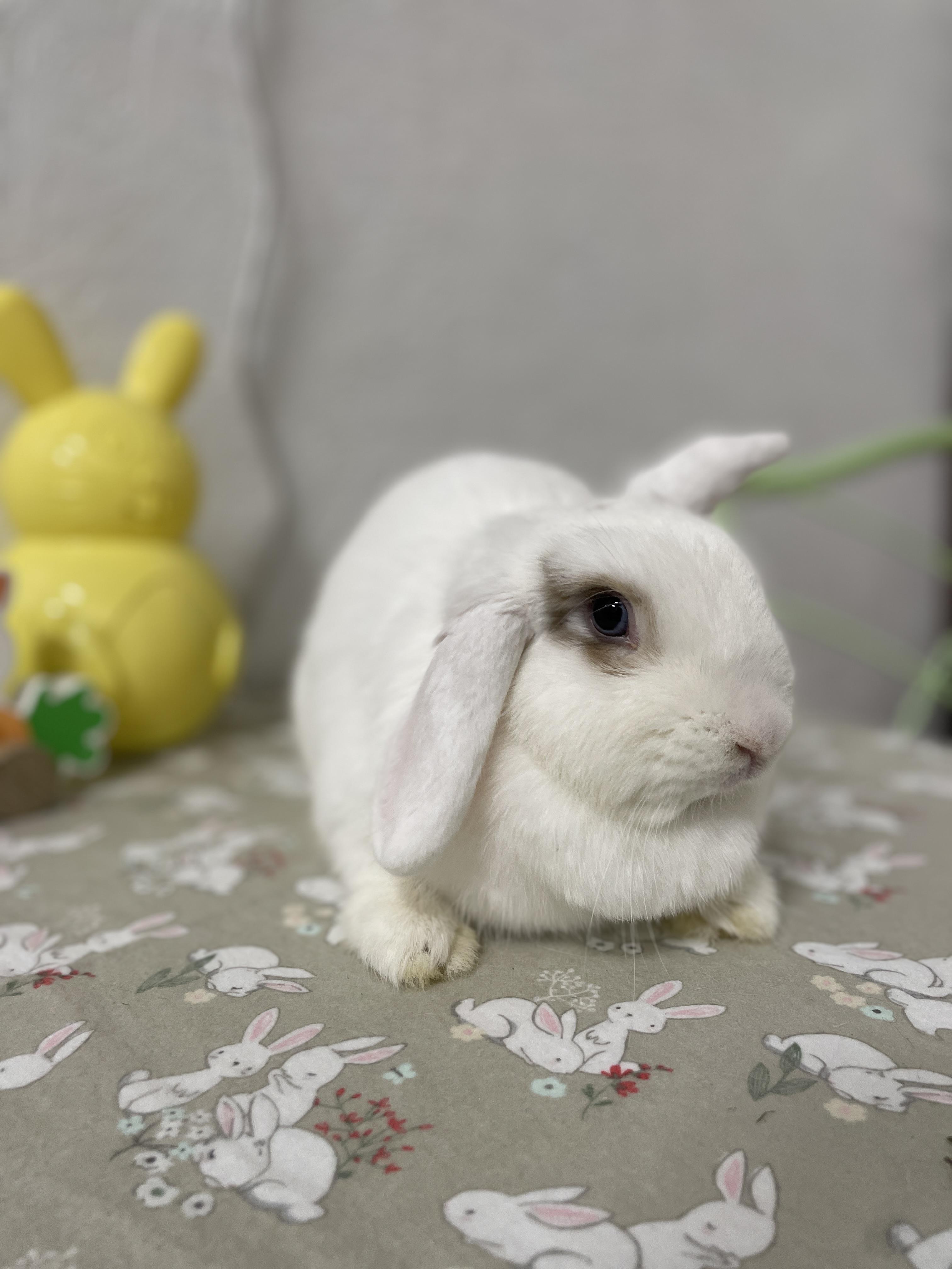 Enlarge Wriggles, a Adoptable Holland Lop in Ferndale, WA image 3/5