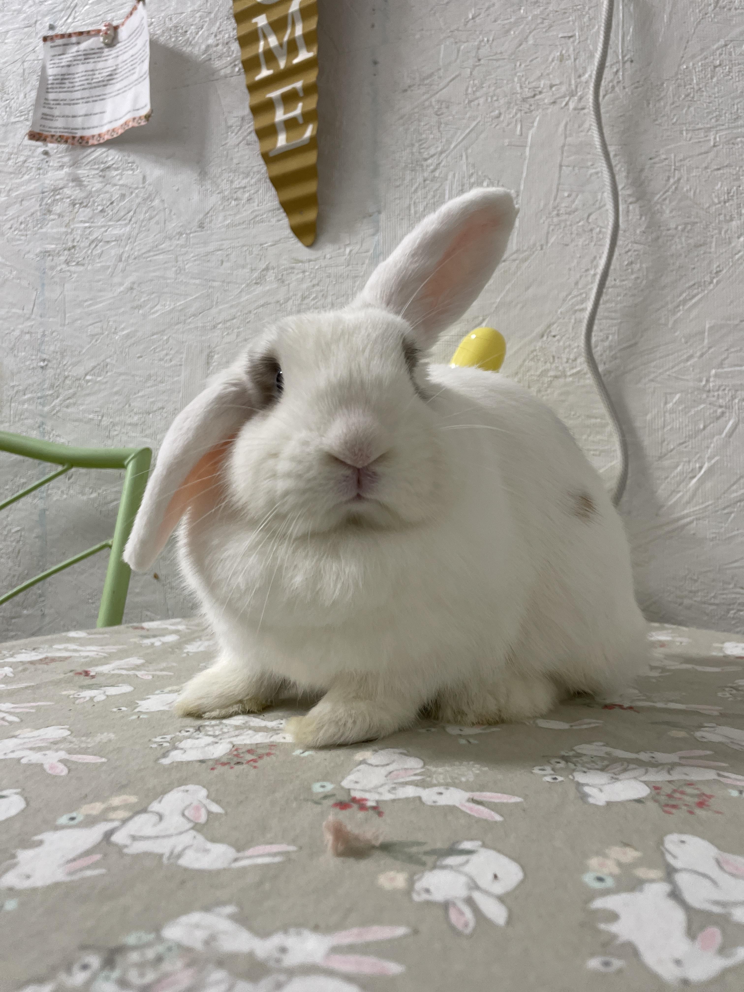 Wriggles, Adoptable, Young Female Holland Lop.