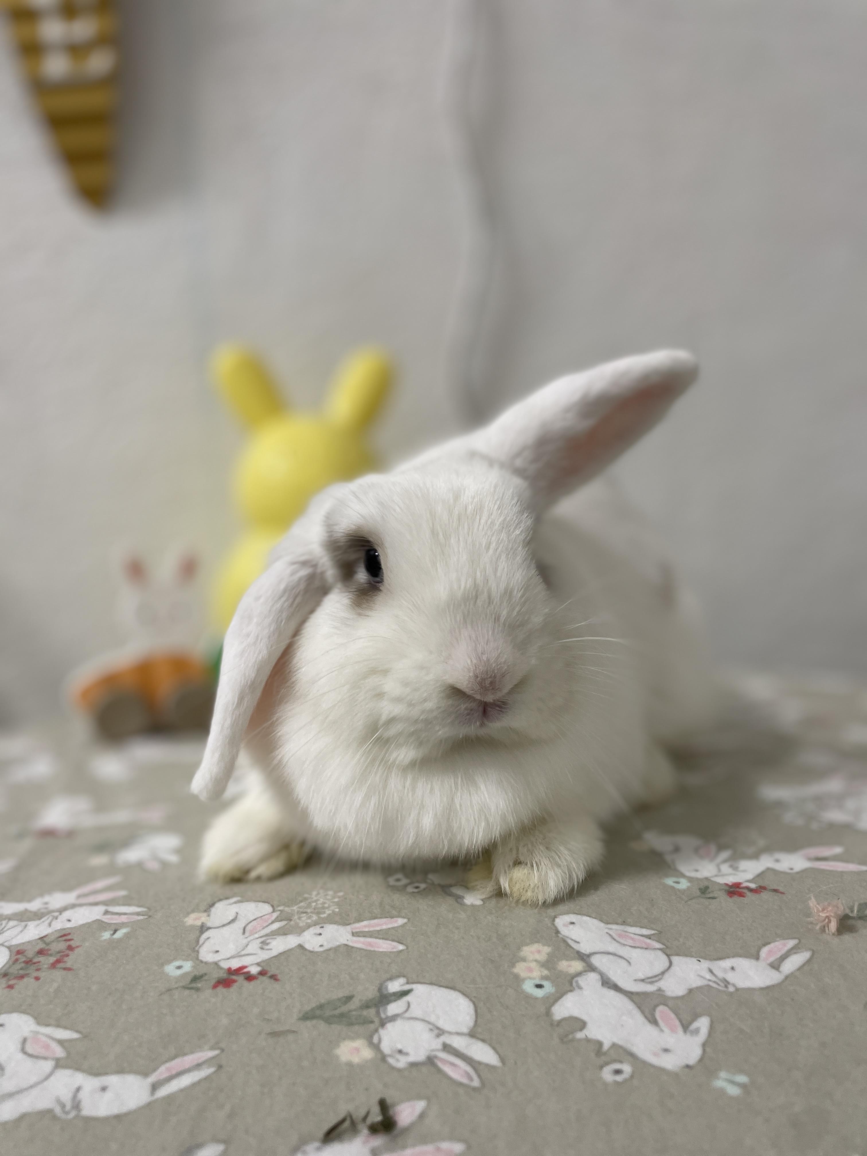 Enlarge Wriggles, a Adoptable Holland Lop in Ferndale, WA image 5/5