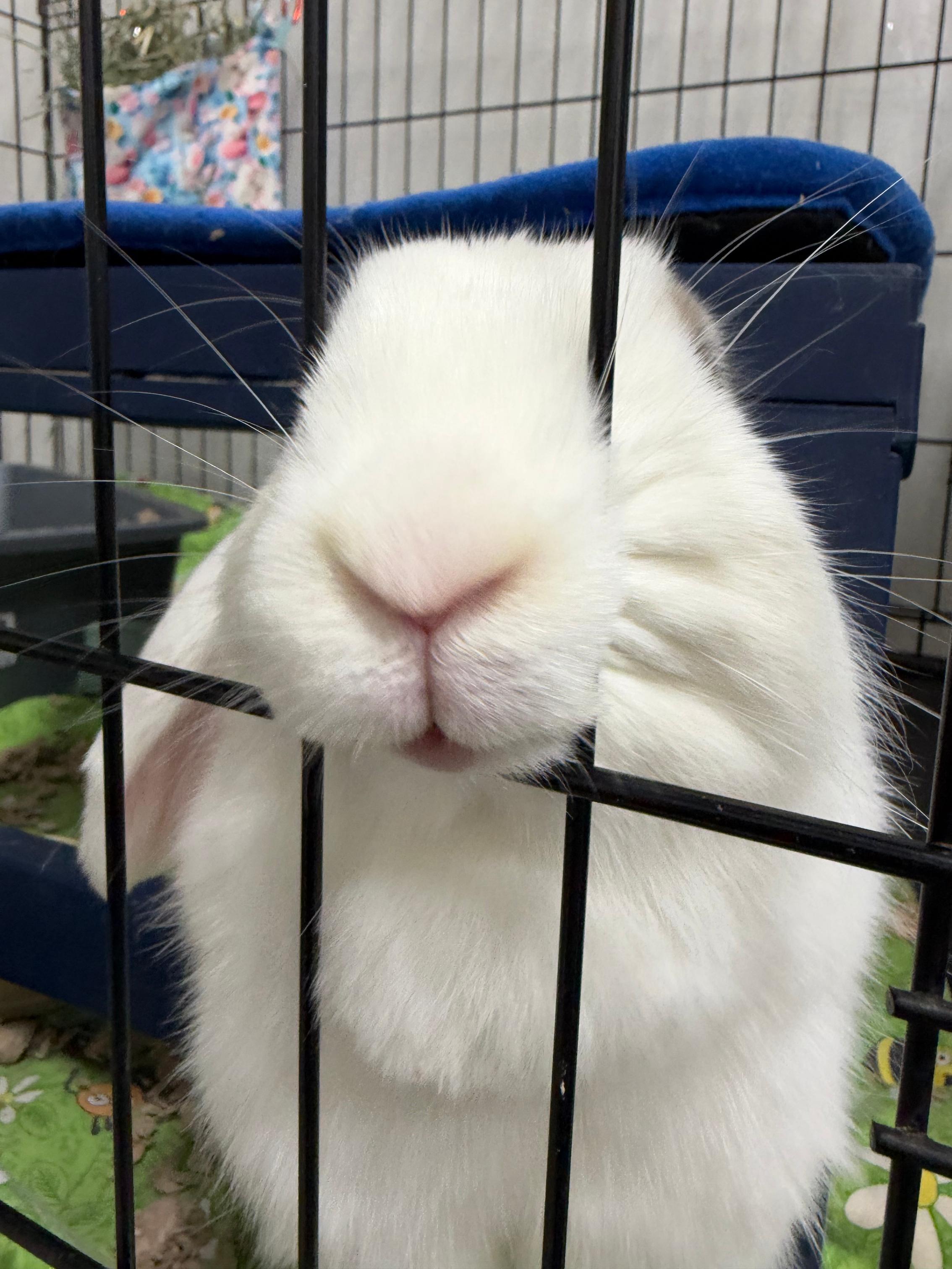 Enlarge Wriggles, a Adoptable Holland Lop in Ferndale, WA image 6/6