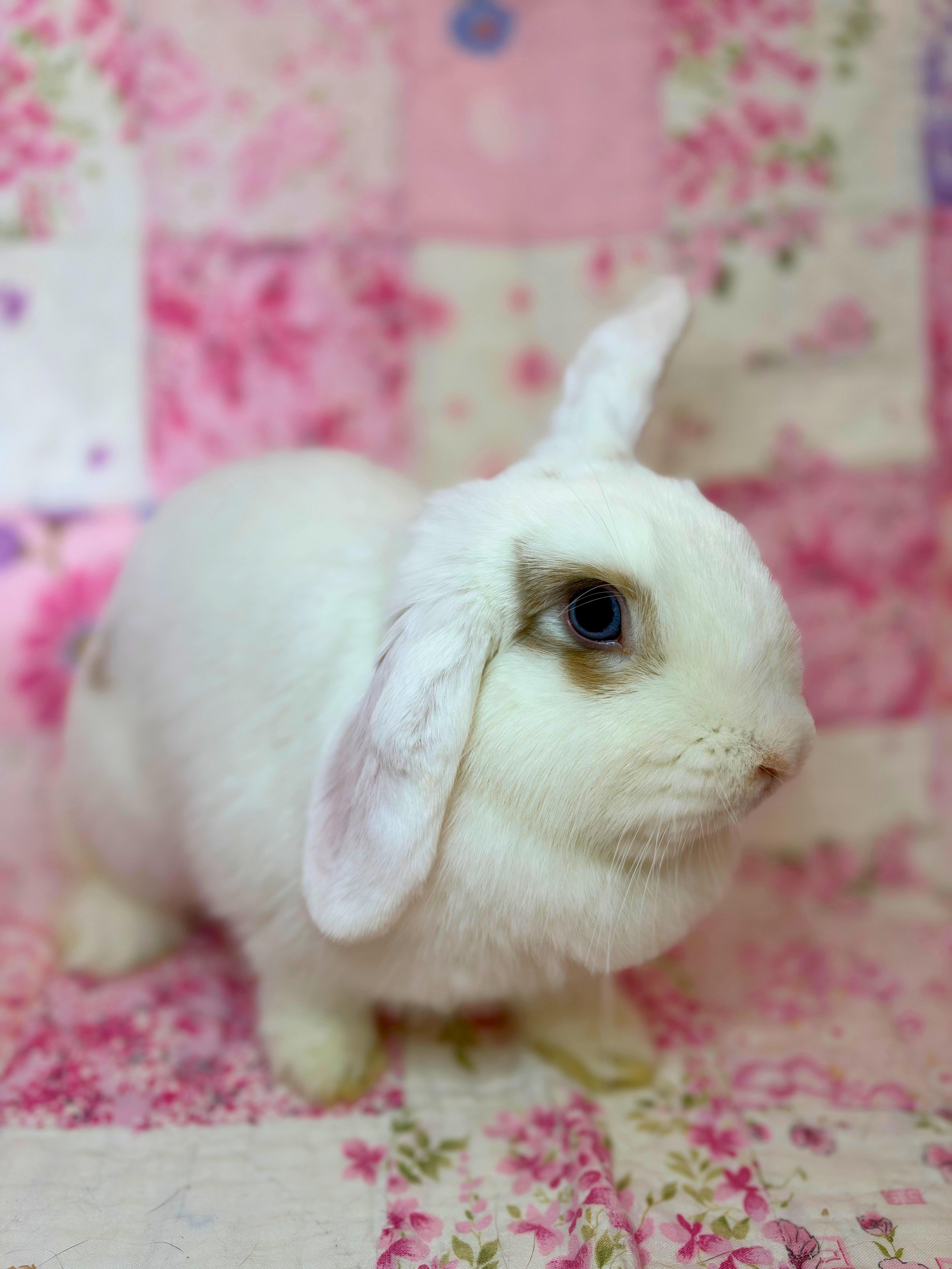Wriggles, Adoptable, Young Female Holland Lop.