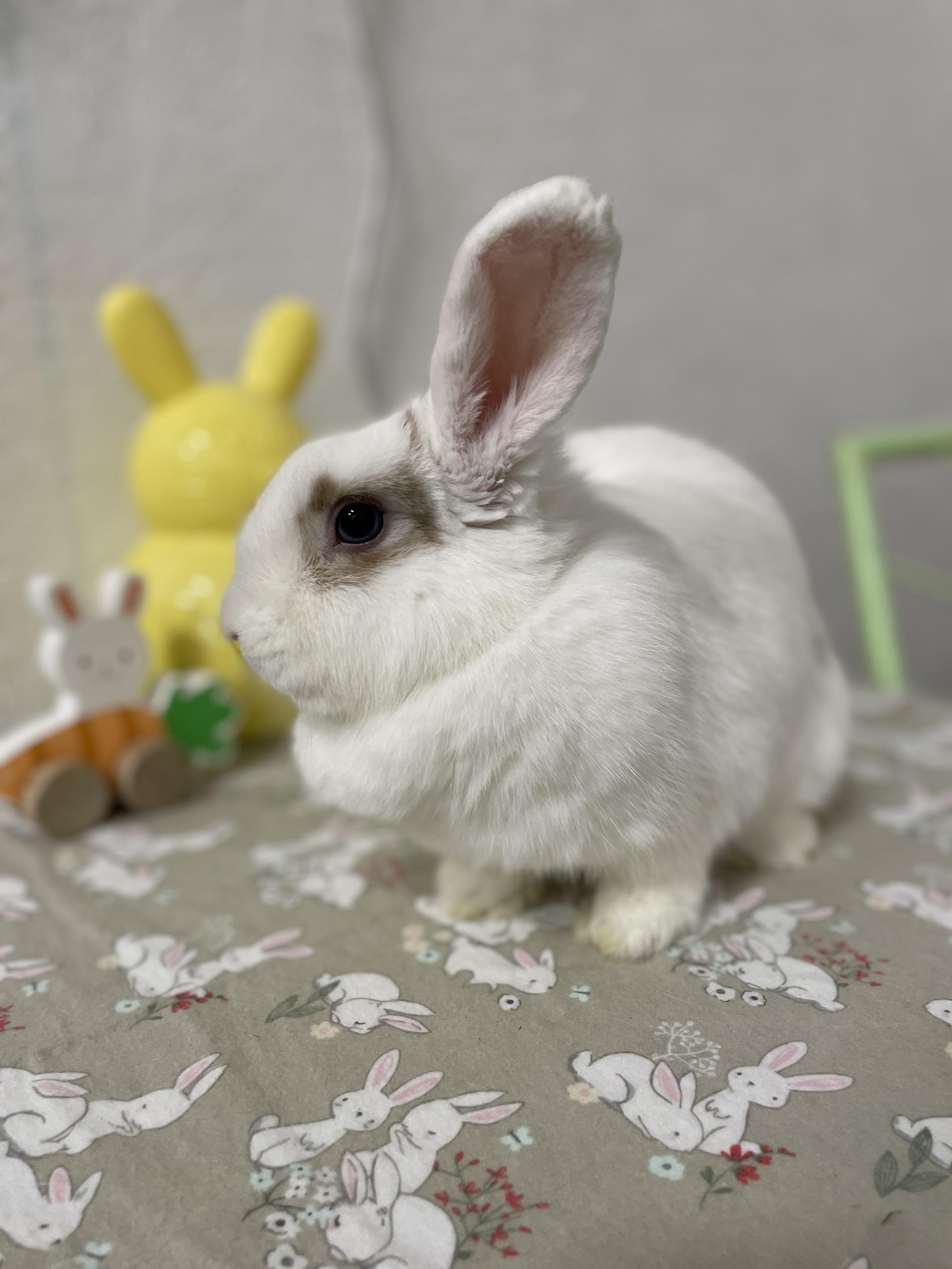 Enlarge Wriggles, a Adoptable Holland Lop in Ferndale, WA image 2/5