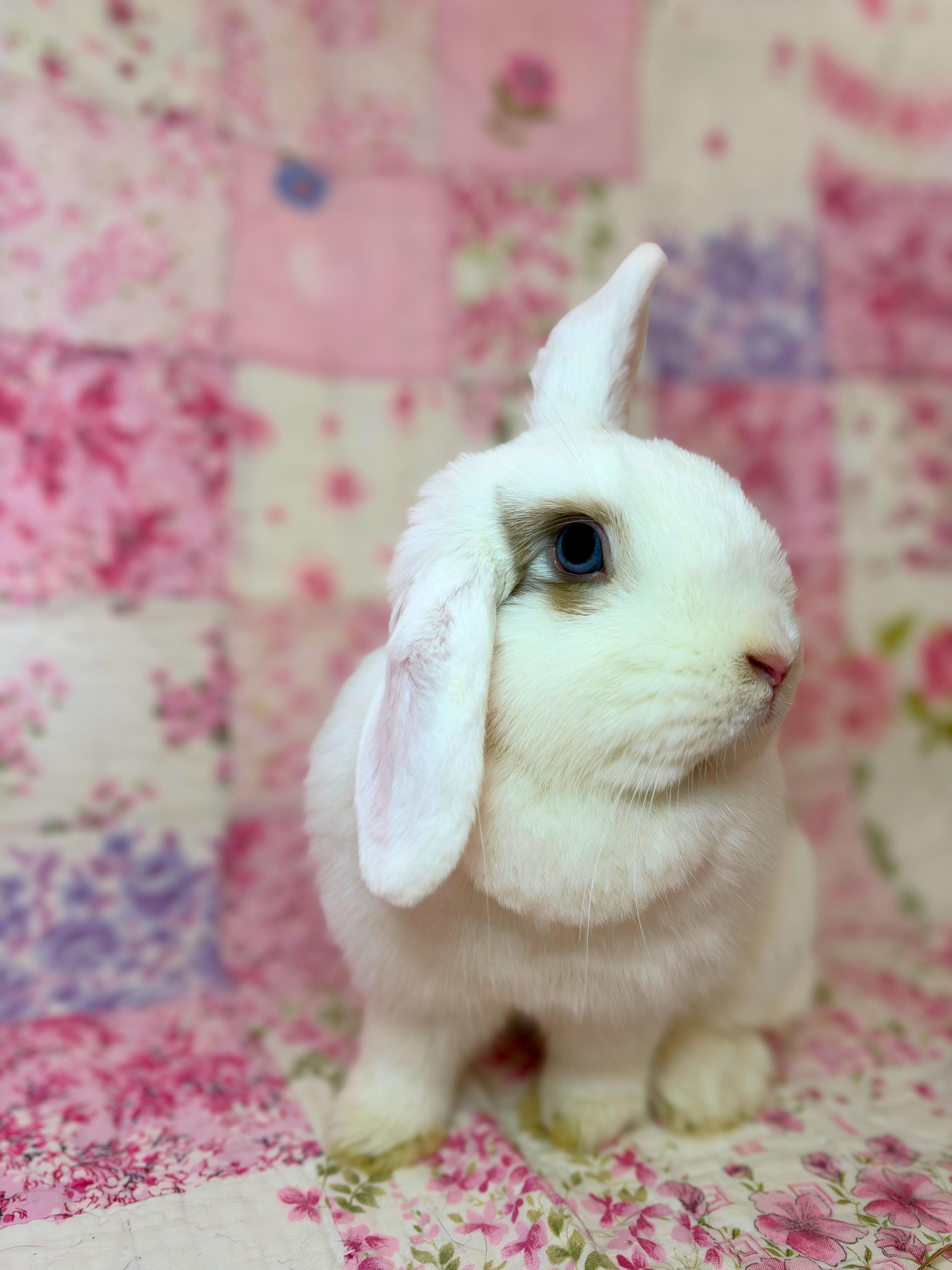 Enlarge Wriggles, a Adoptable Holland Lop in Ferndale, WA image 3/6