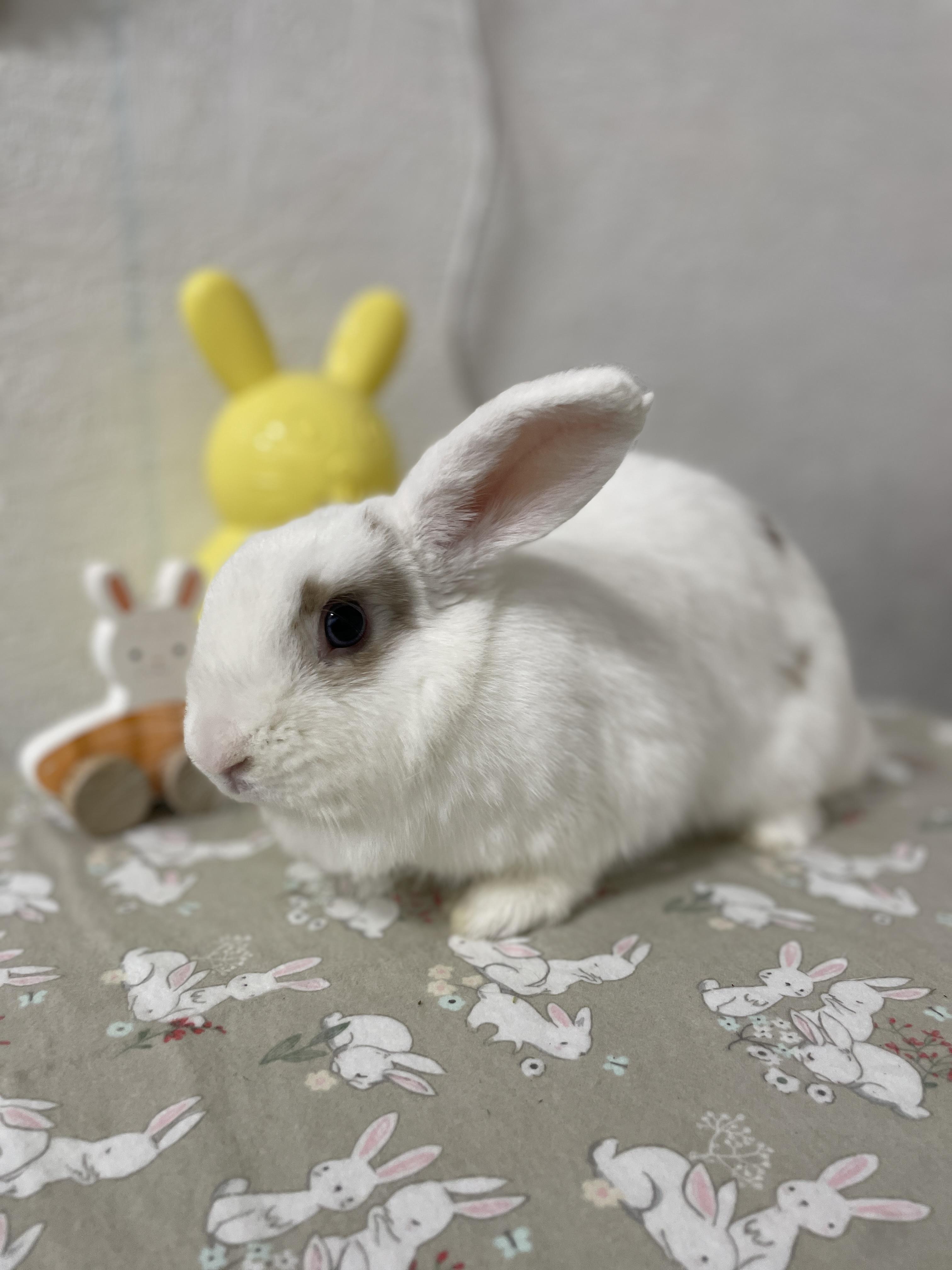 Enlarge Wriggles, a Adoptable Holland Lop in Ferndale, WA image 4/5