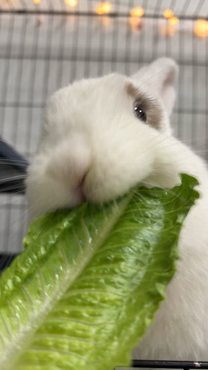 Enlarge Wriggles, a Adoptable Holland Lop in Ferndale, WA video 5/6