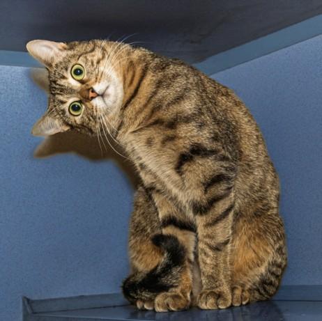 TIPTOE, Adoptable, Young Female Domestic Short Hair & Domestic Short Hair.