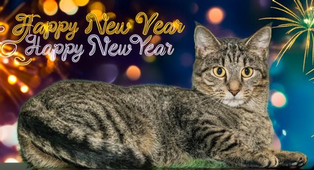 TIPTOE, Adoptable, Young Female Domestic Short Hair & Domestic Short Hair.