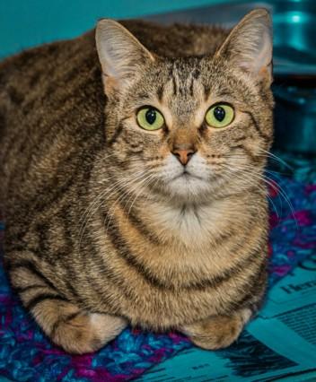 TIPTOE, Adoptable, Young Female Domestic Short Hair & Domestic Short Hair.