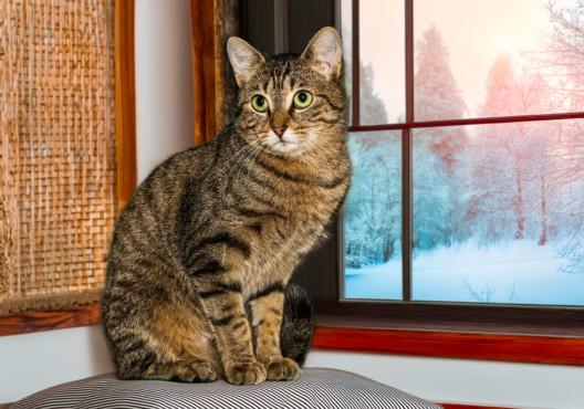 TIPTOE, Adoptable, Young Female Domestic Short Hair & Domestic Short Hair.