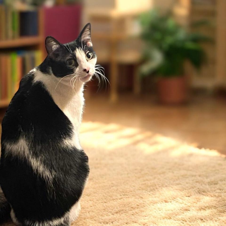 Enlarge Maple aka scamper, a Adoptable mixed breed in Blanchard, OK image 4/4