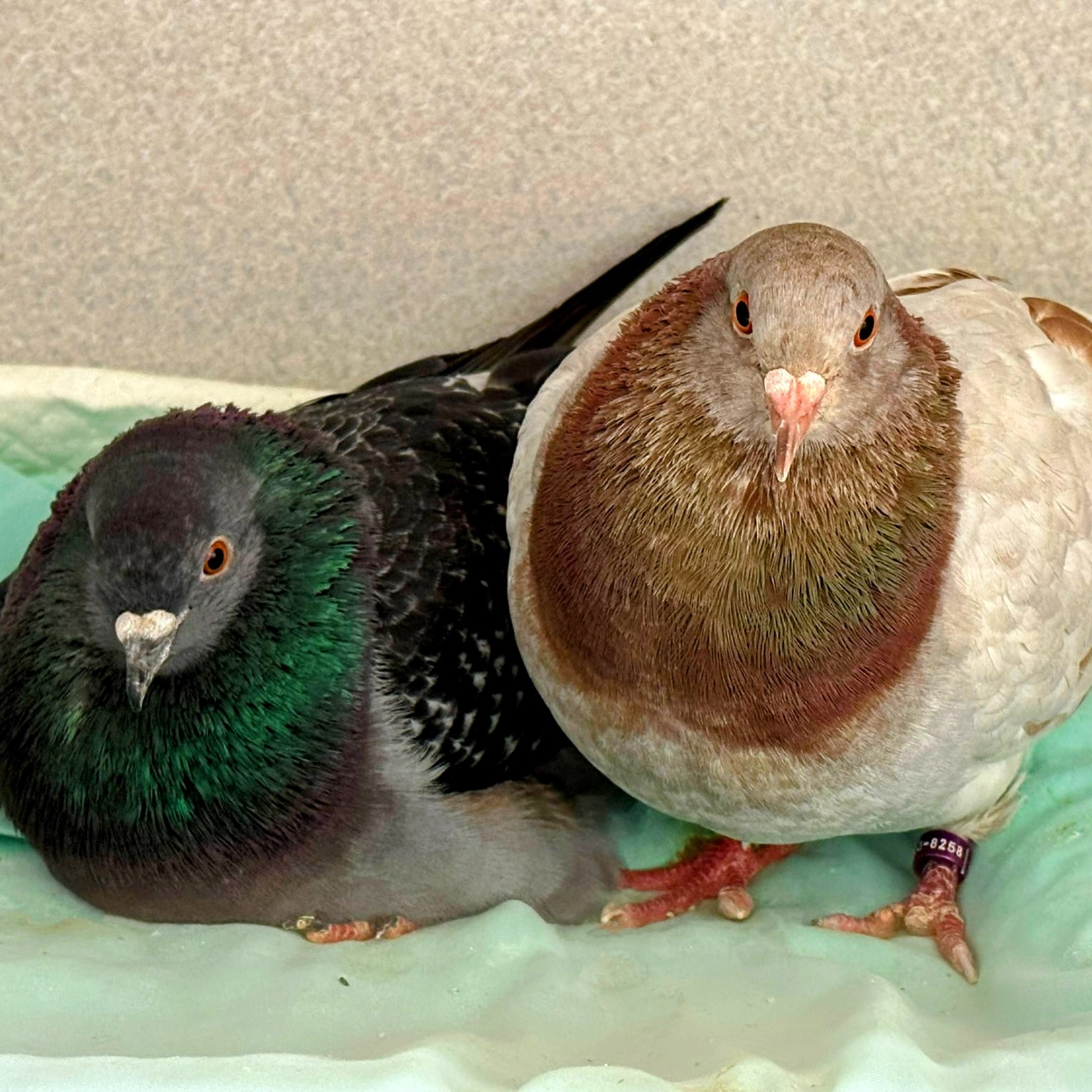 Enlarge Midge & Zesty (married couple), an adoptable Pigeon in Chicago, IL image 1/3