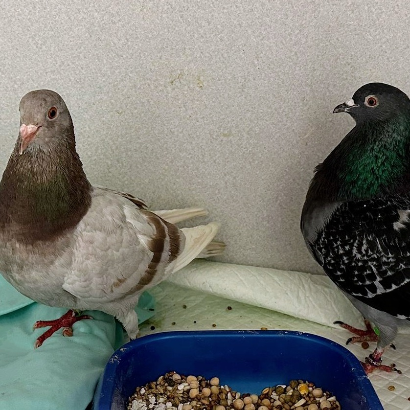 Enlarge Midge & Zesty (married couple), an adoptable Pigeon in Chicago, IL image 2/3