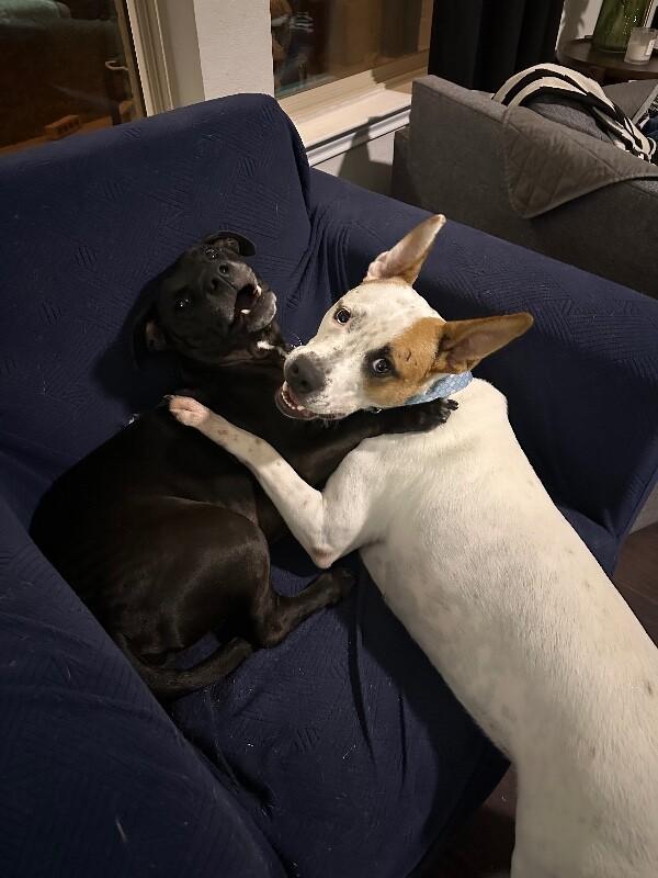 Lex zoom baby bouncy paws — thumbnail 4