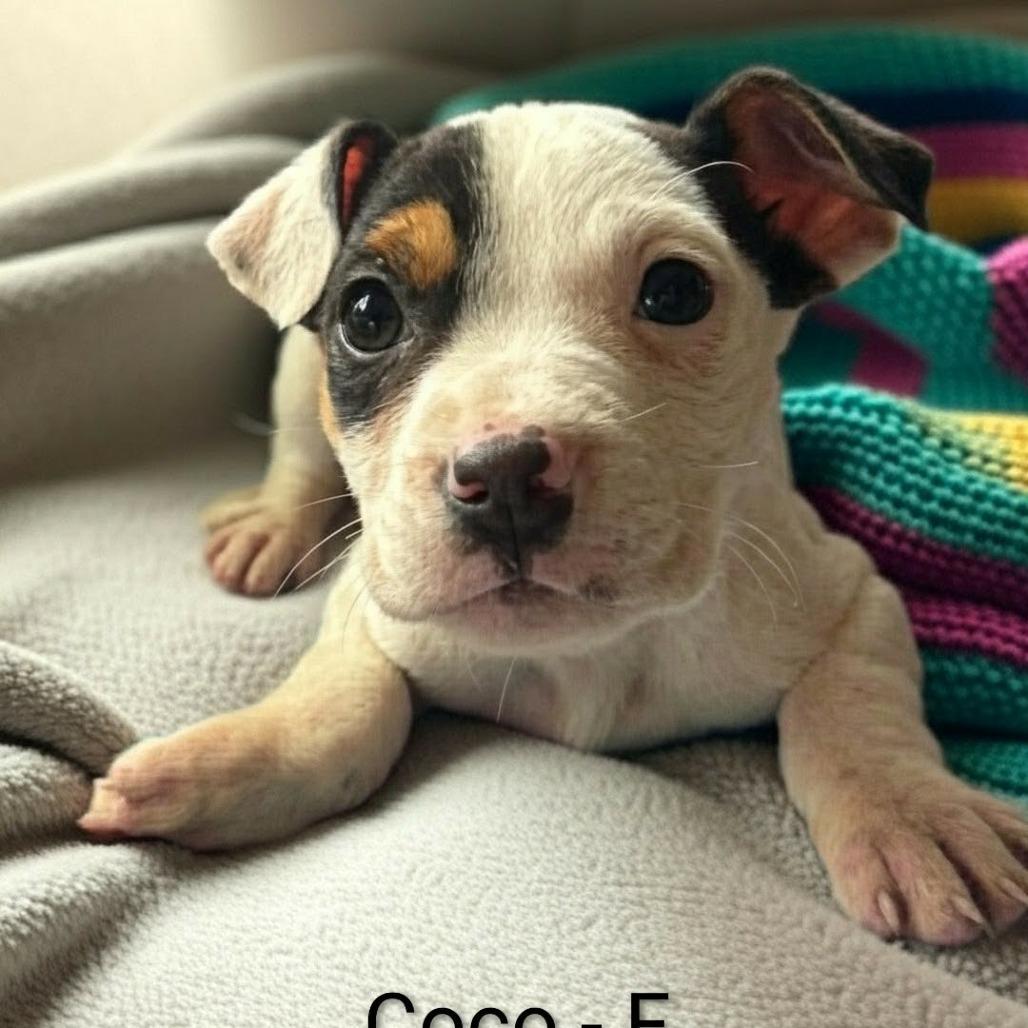 Enlarge Coco, a Adoptable mixed breed in Griswold, CT image 1/1