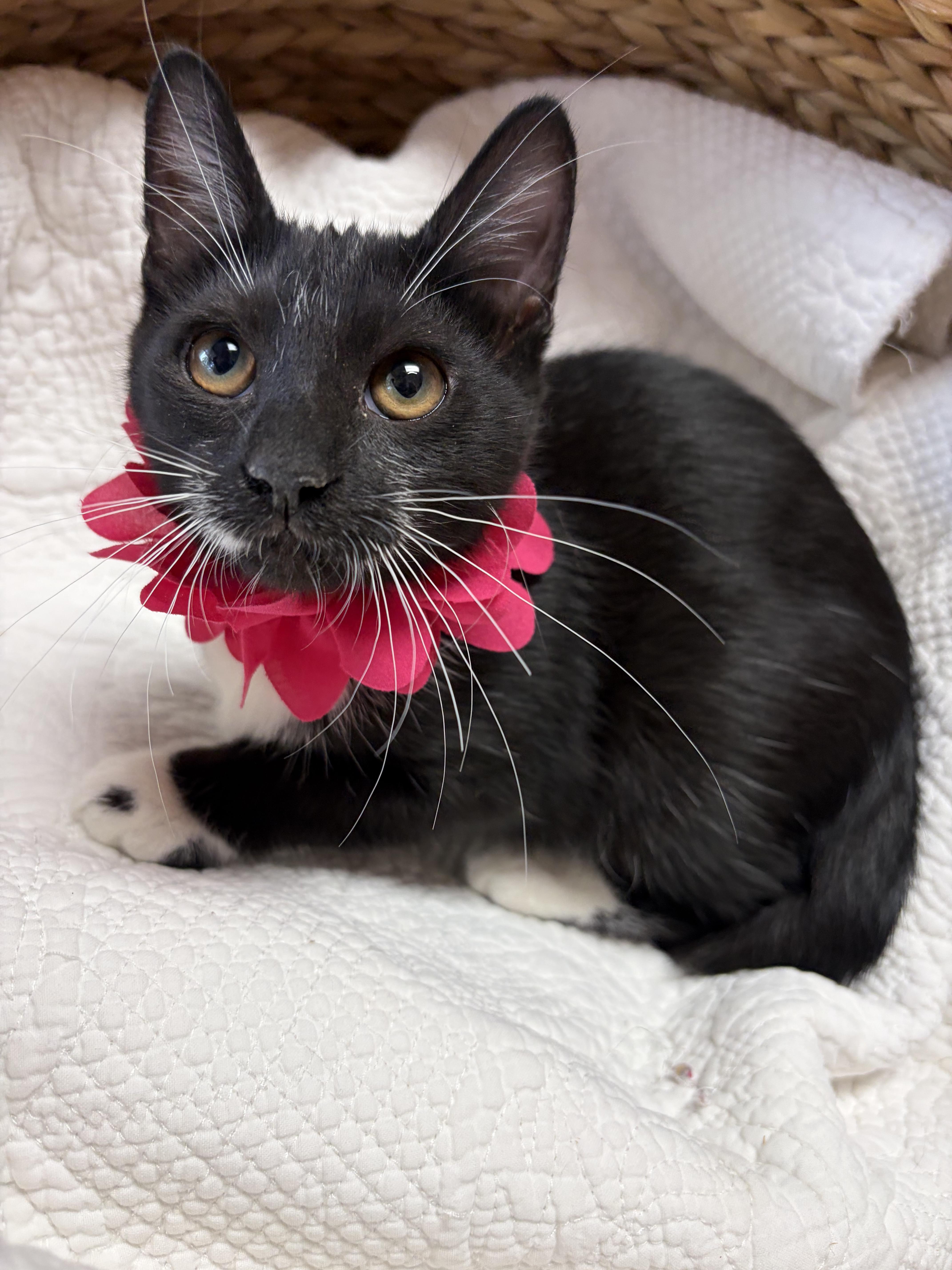 Blackberry, ADOPTABLE, Kitten Female Domestic Short Hair & Tuxedo.