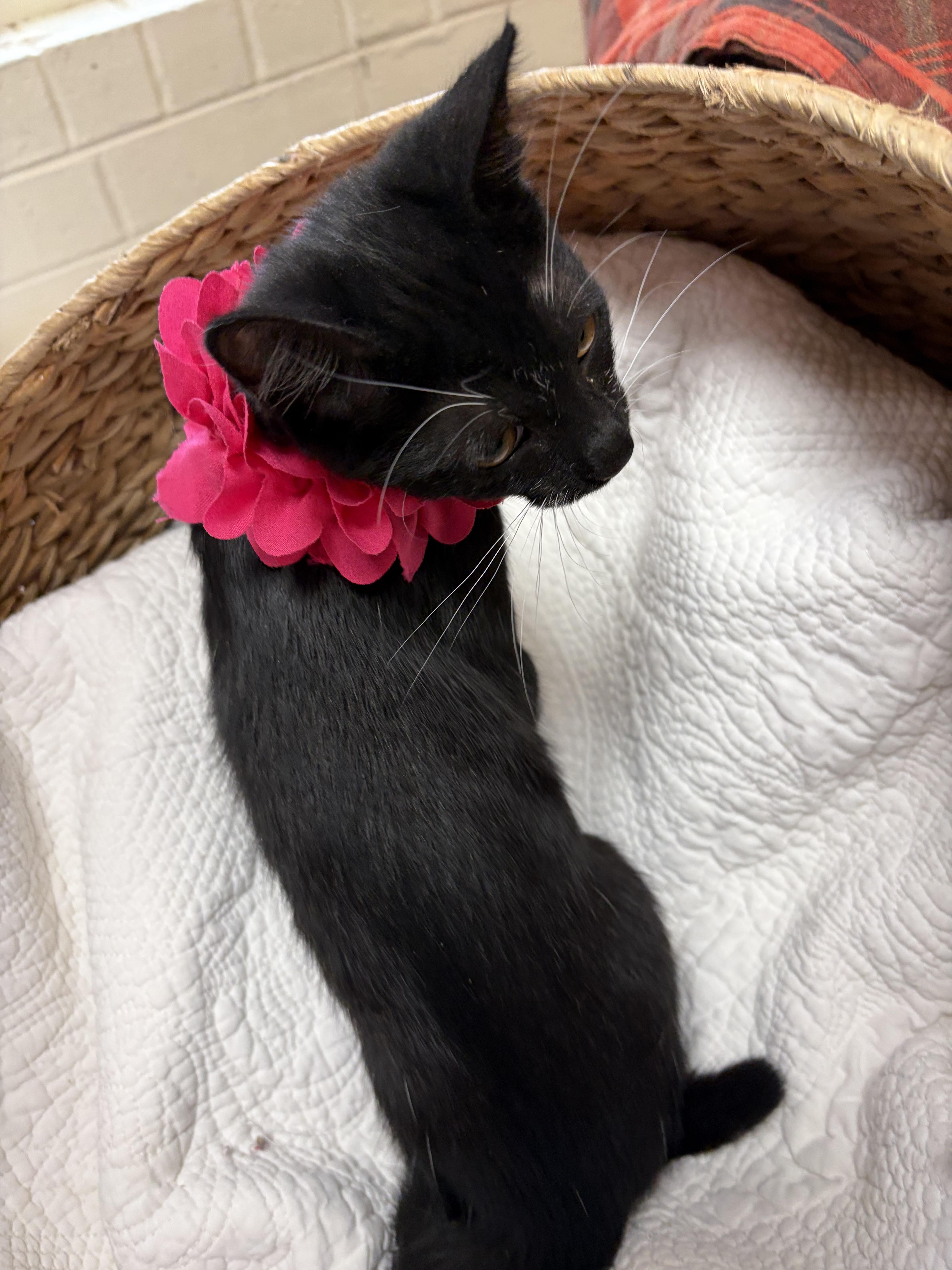 Blackberry, a ADOPTABLE mixed breed in Greensboro, NC image 2/6