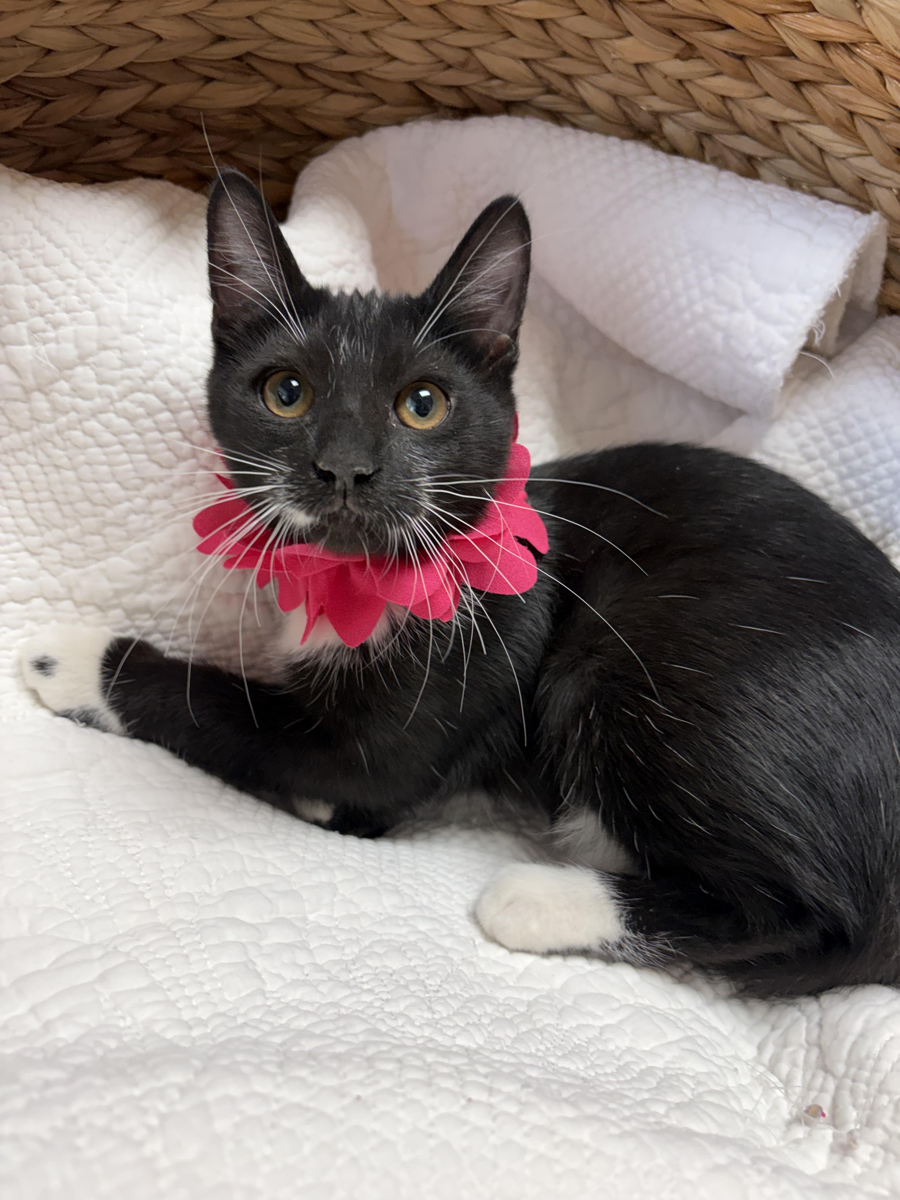 Blackberry, a ADOPTABLE mixed breed in Greensboro, NC image 3/6