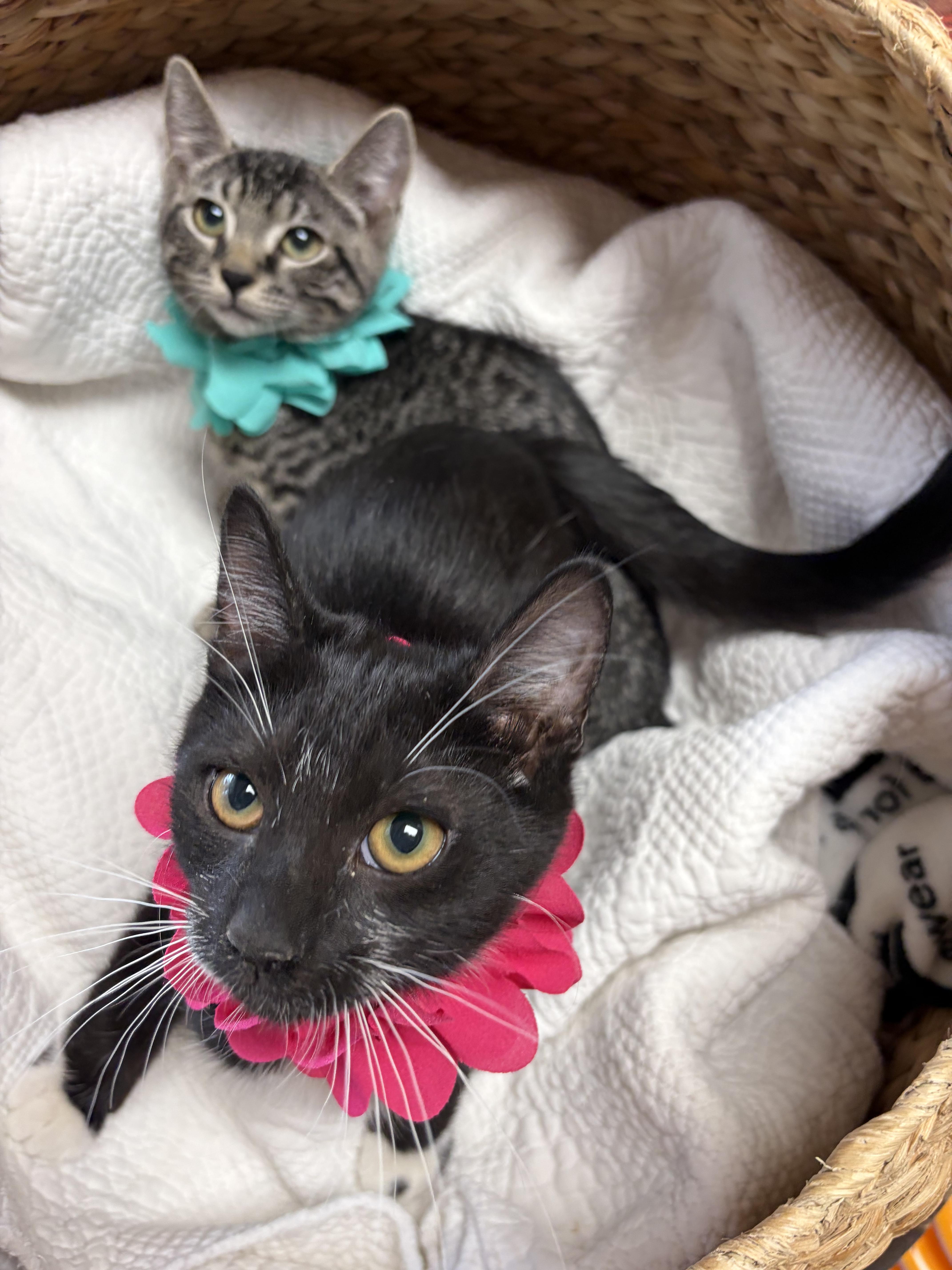 Blackberry, a ADOPTABLE mixed breed in Greensboro, NC image 4/6