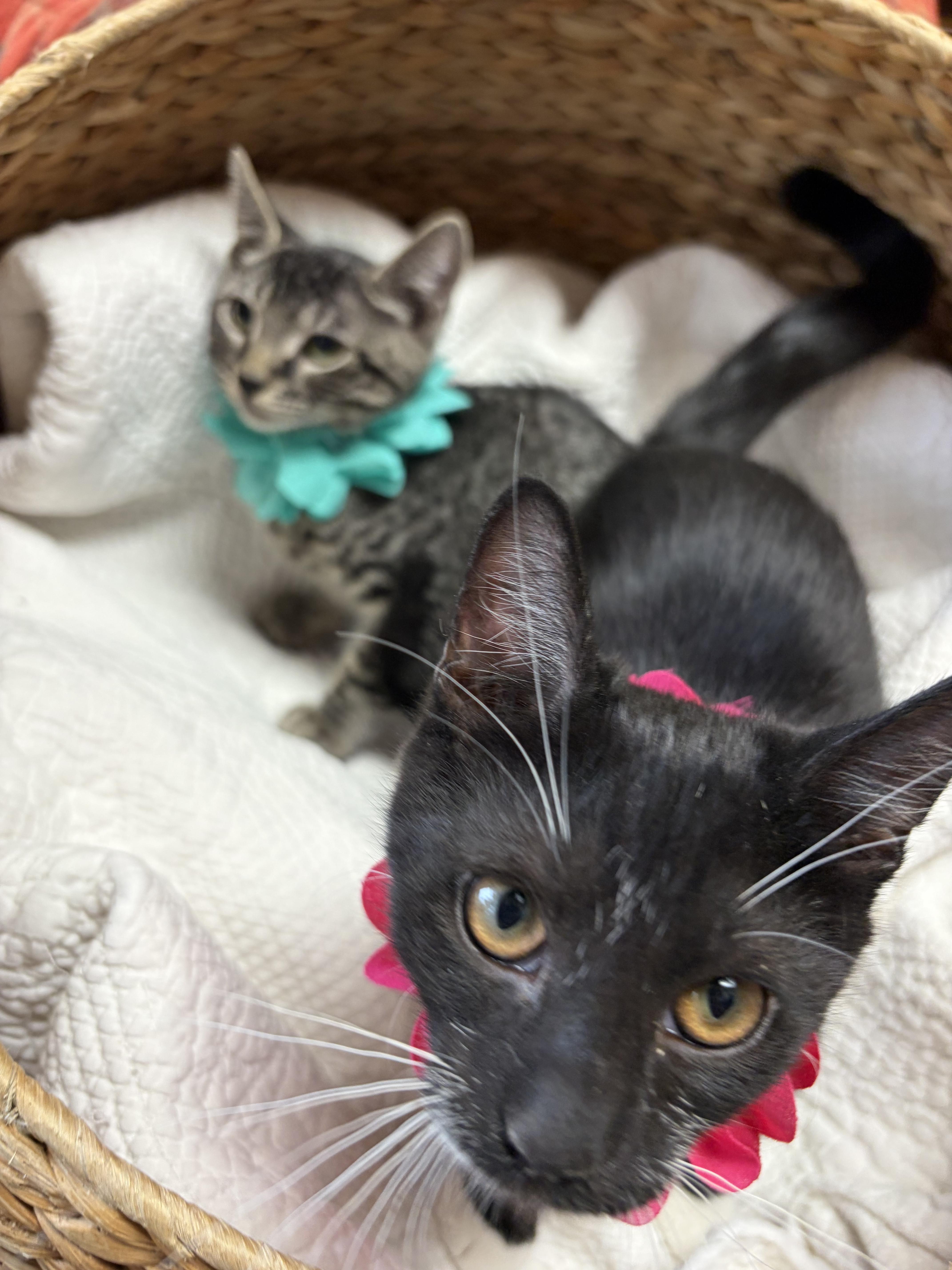 Blackberry, a ADOPTABLE mixed breed in Greensboro, NC image 5/6