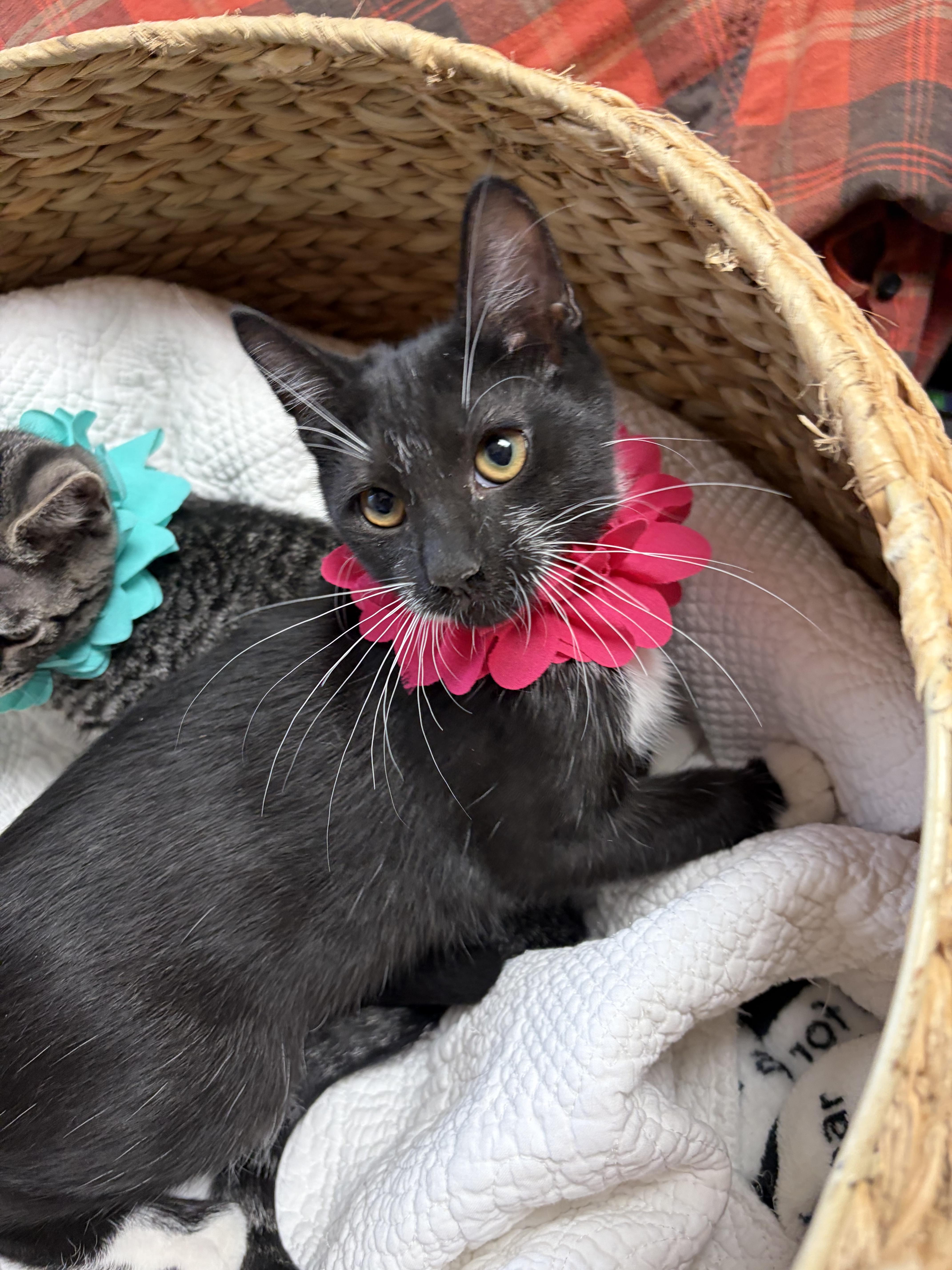 Blackberry, a ADOPTABLE mixed breed in Greensboro, NC image 6/6