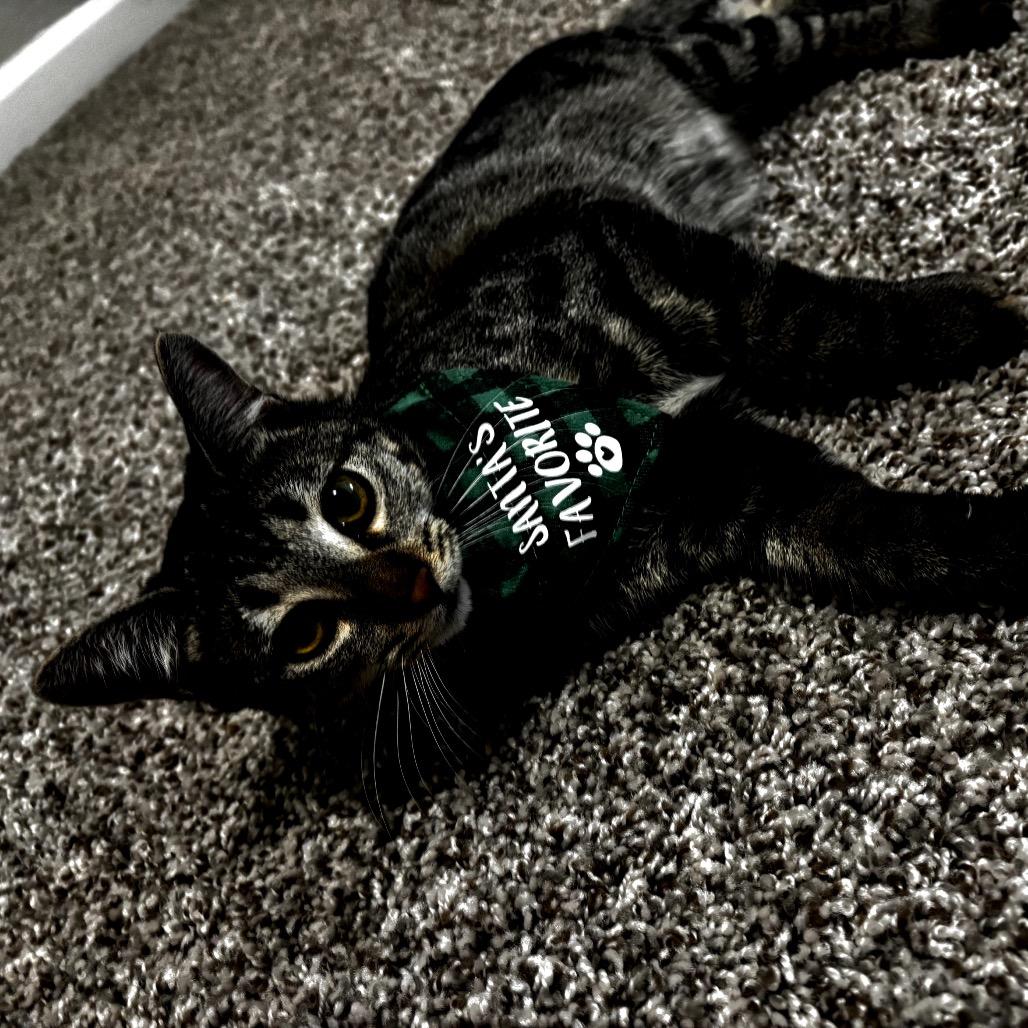 Holiday, Adoptable, Young Male Bengal & American Shorthair.