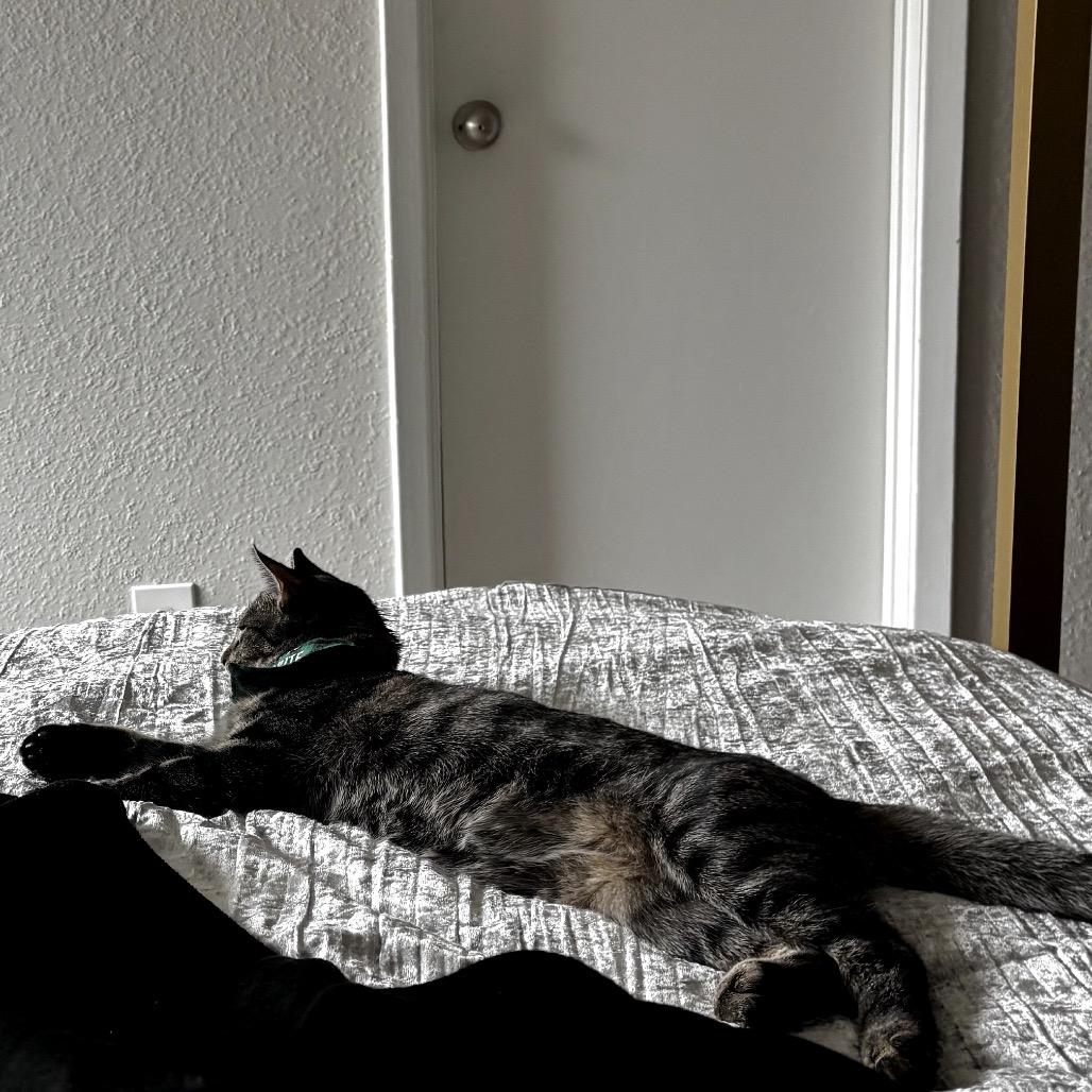 Enlarge Holiday, a Adoptable mixed breed in League City, TX image 2/4