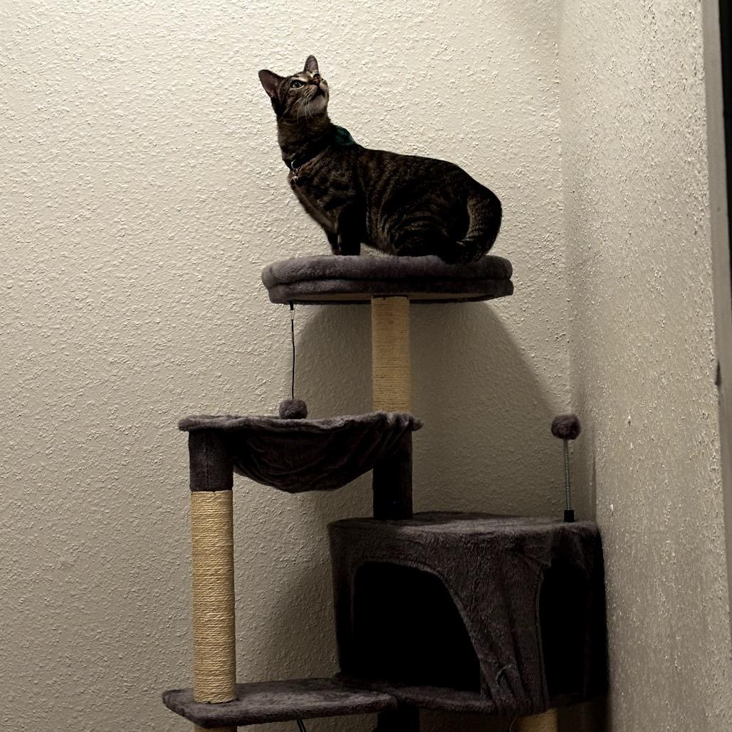 Enlarge Holiday, a Adoptable mixed breed in League City, TX image 3/4