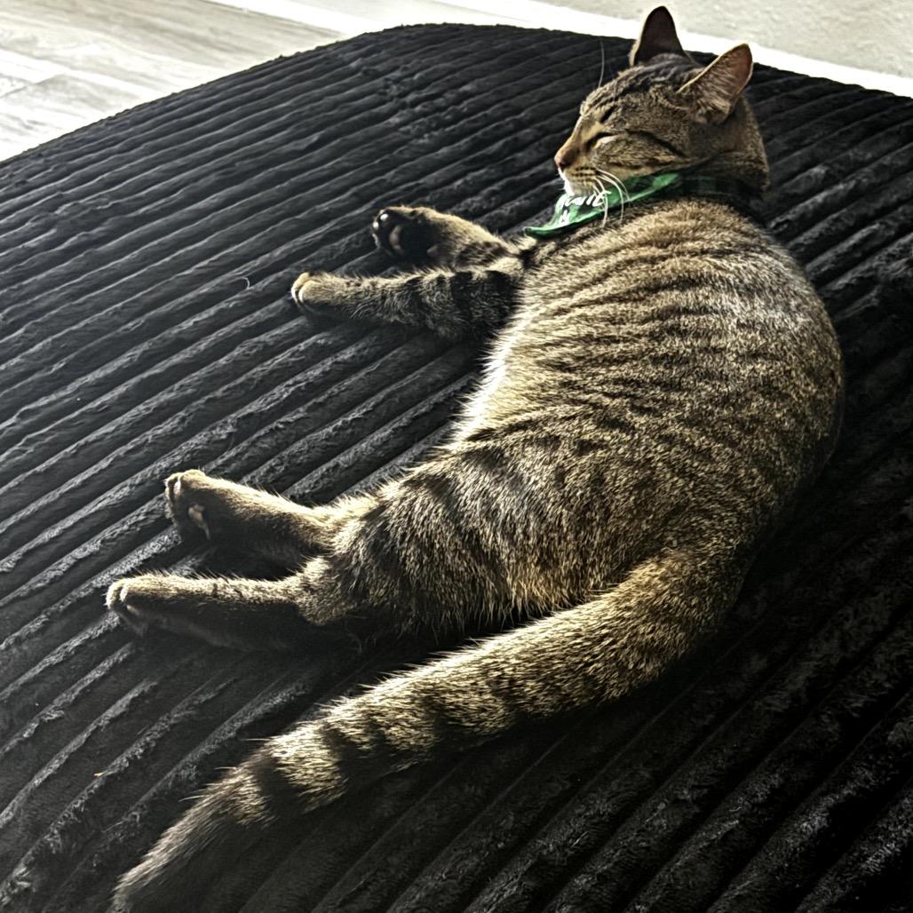 Enlarge Holiday, a Adoptable mixed breed in League City, TX image 4/4