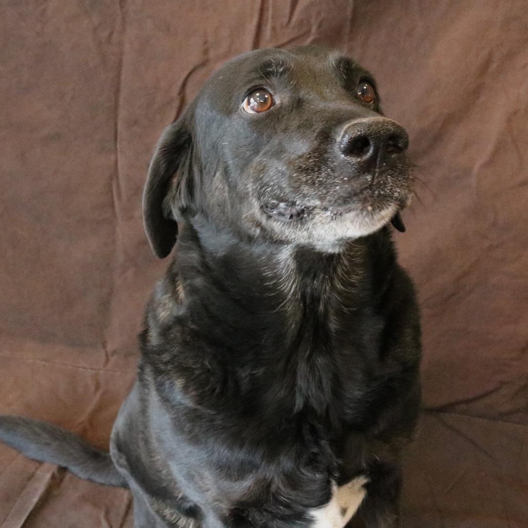 Chloe, Adoptable, Senior Female Black Labrador Retriever & Mixed Breed.