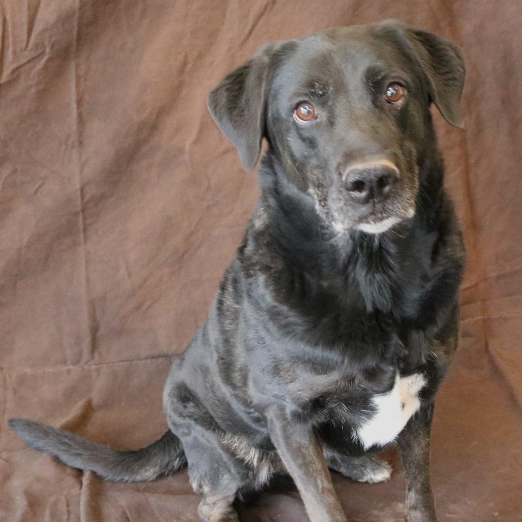 Chloe, a Adoptable mixed breed in Rifle, CO image 2/4
