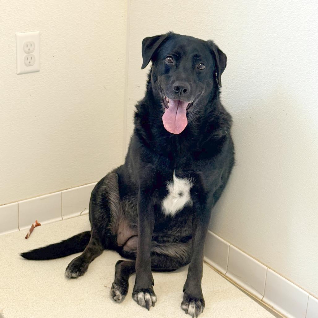 Chloe, a Adoptable mixed breed in Rifle, CO image 3/4
