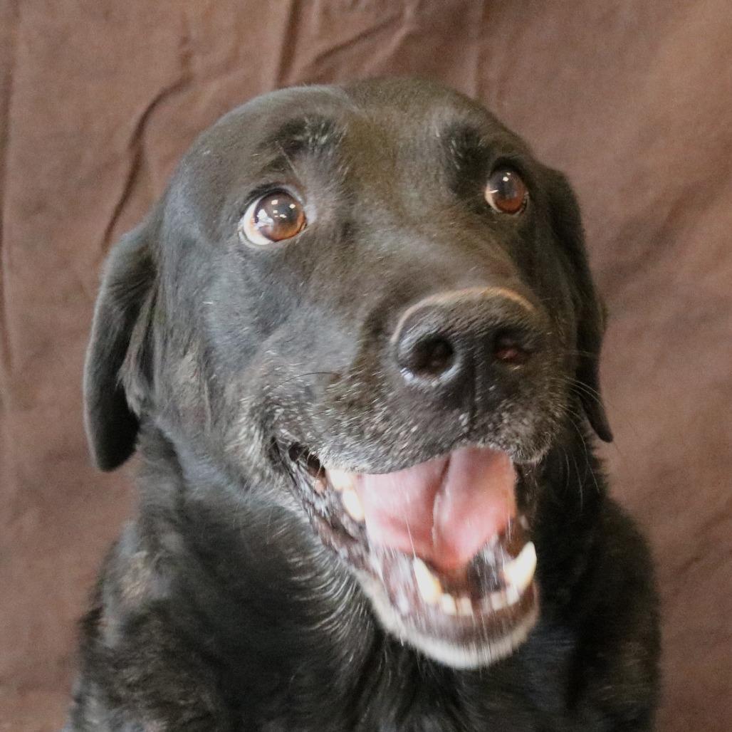 Chloe, a Adoptable mixed breed in Rifle, CO image 4/4