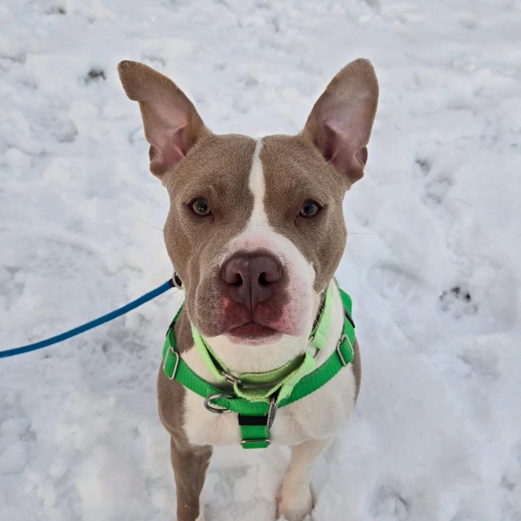 Garnet, Adoptable, Young Female Terrier.