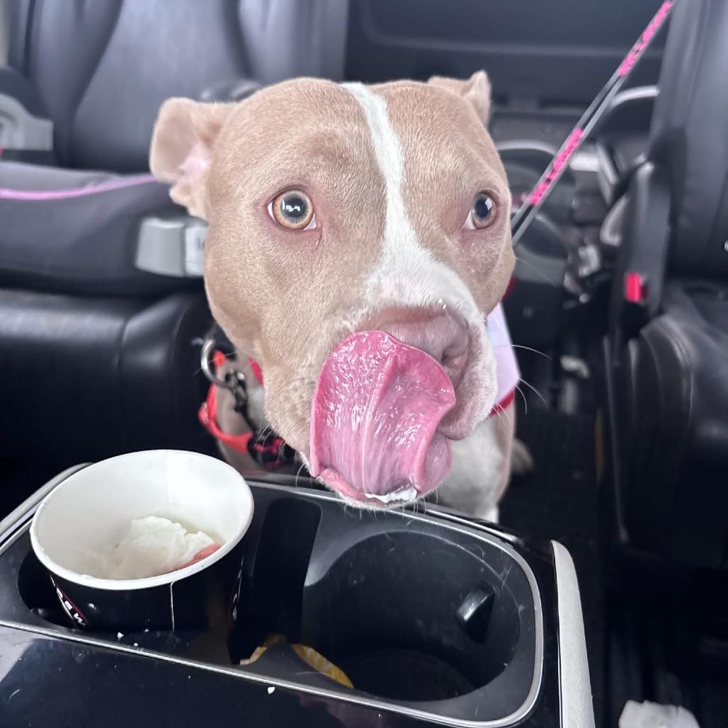 Enlarge Garnet, a Adoptable mixed breed in Brookfield, WI image 1/6