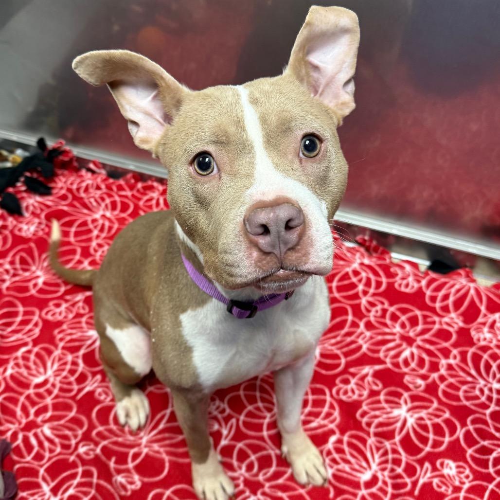 Enlarge Garnet, a Adoptable mixed breed in Brookfield, WI image 2/6