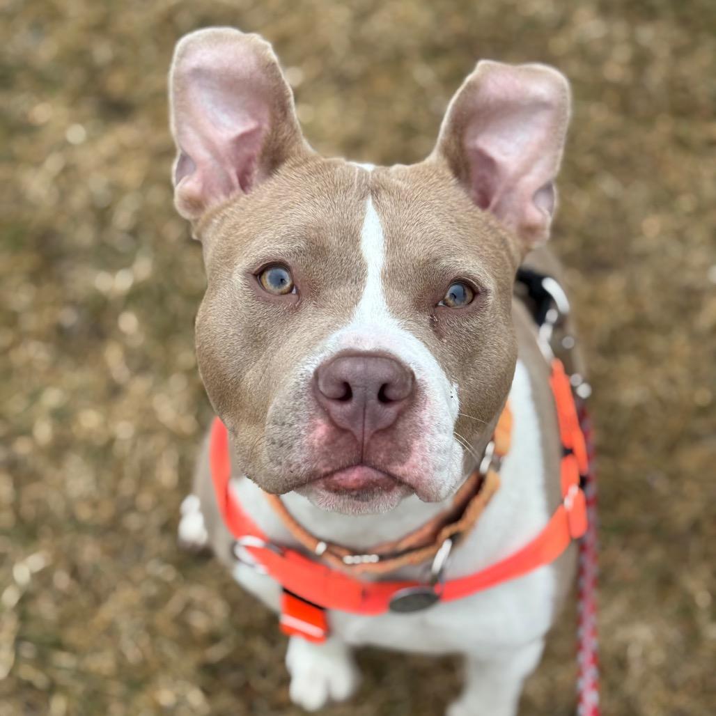 Enlarge Garnet, a Adoptable mixed breed in Brookfield, WI image 2/6