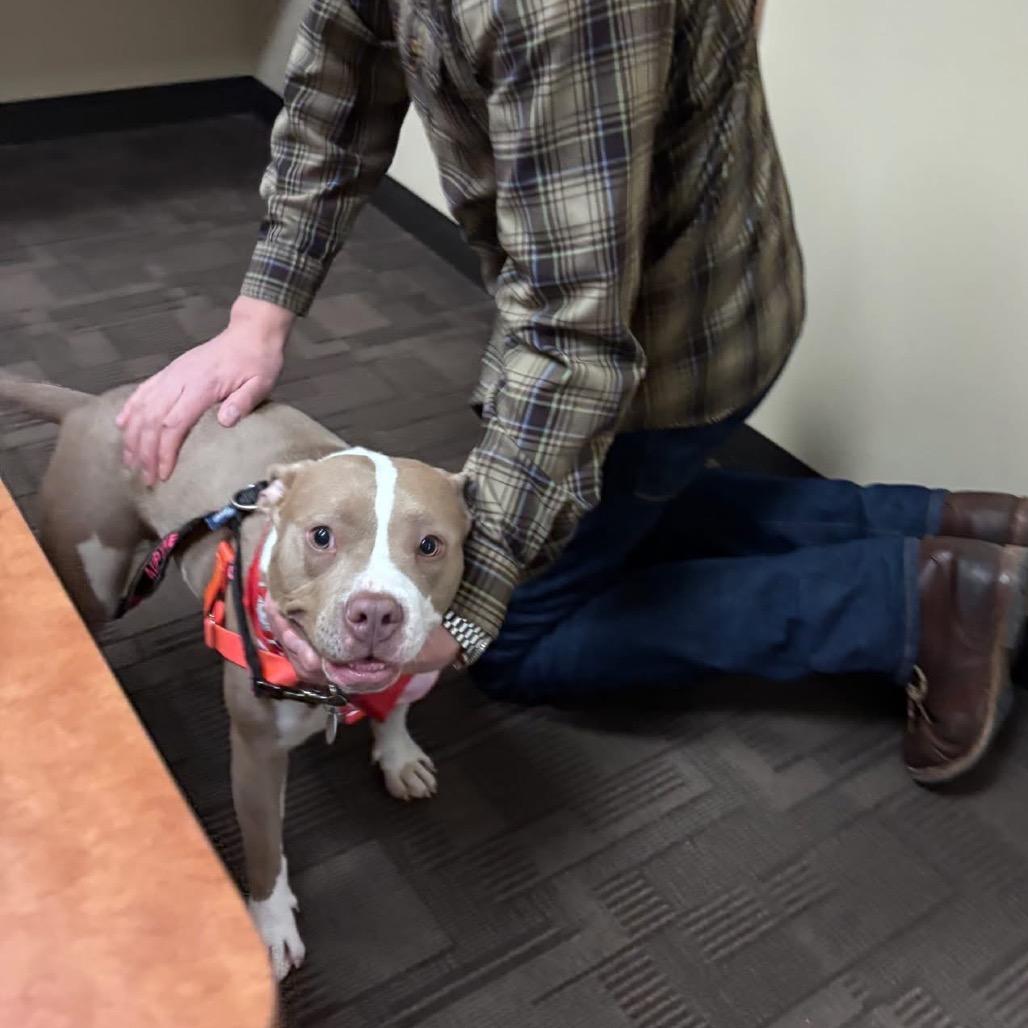 Enlarge Garnet, a Adoptable mixed breed in Brookfield, WI image 2/6