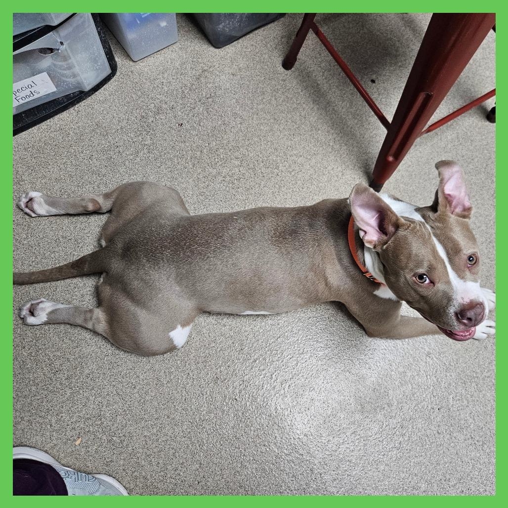 Enlarge Garnet, a Adoptable mixed breed in Brookfield, WI image 3/6