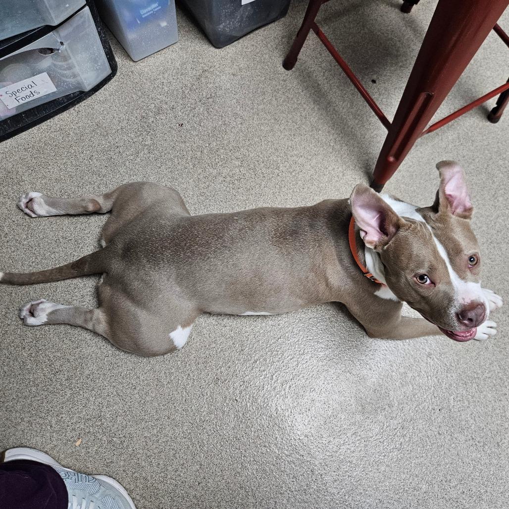 Enlarge Garnet, a Adoptable mixed breed in Brookfield, WI image 3/6