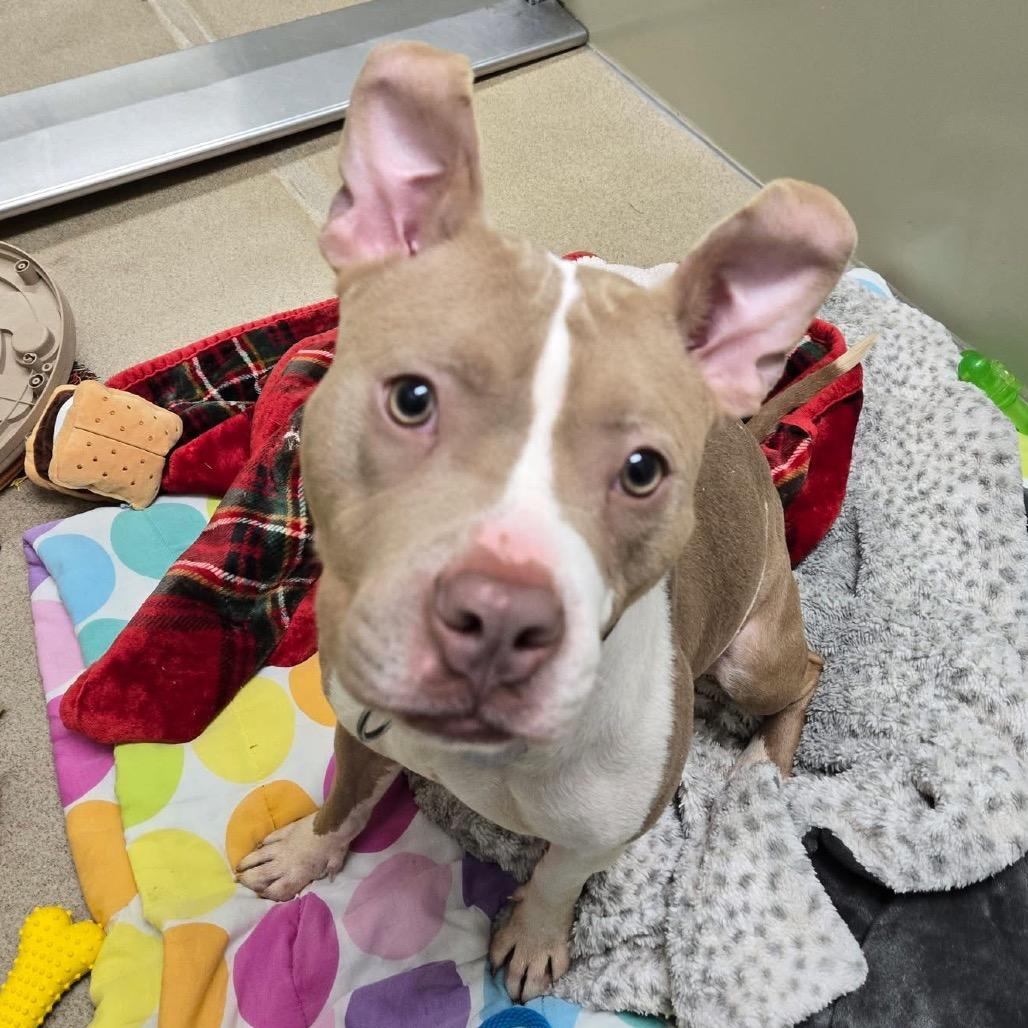 Enlarge Garnet, a Adoptable mixed breed in Brookfield, WI image 4/6