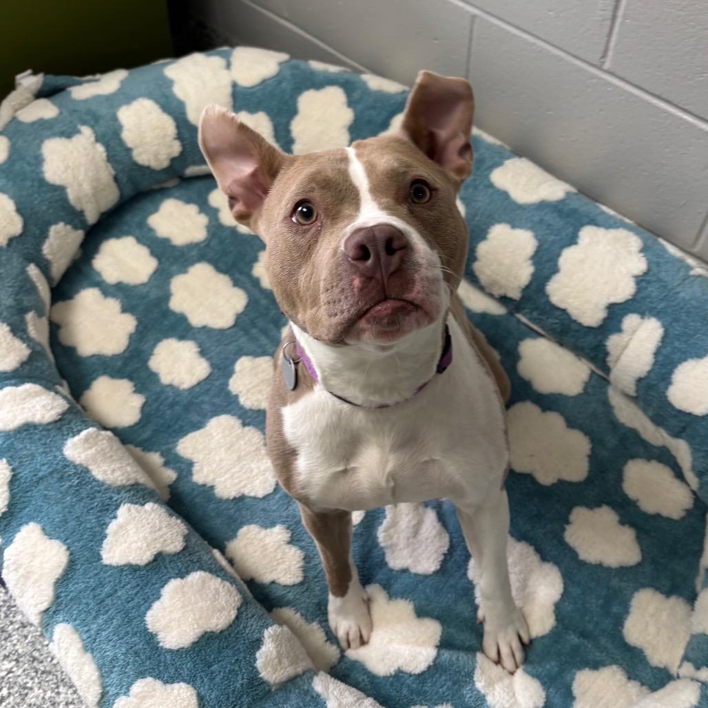 Enlarge Garnet, a Adoptable mixed breed in Brookfield, WI image 4/6