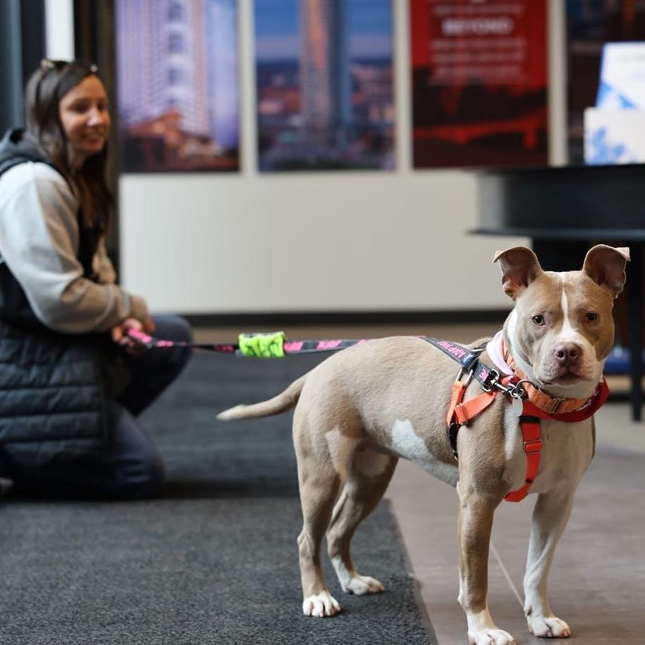 Enlarge Garnet, a Adoptable mixed breed in Brookfield, WI image 5/6